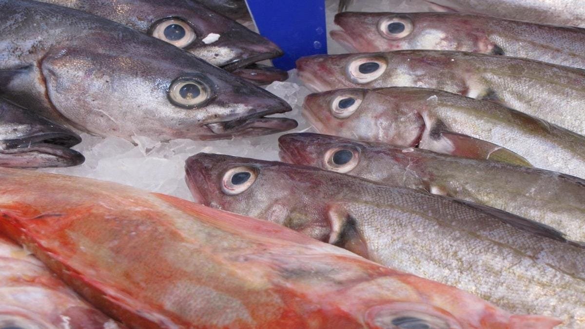 Gastronomia Santista: Sabores do Mar e da Terra