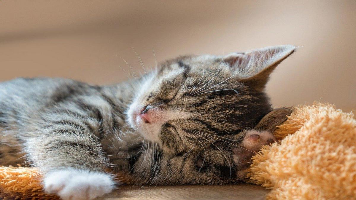 Raças de Gato: Uma Jornada Felina de Personalidade e Companheirismo