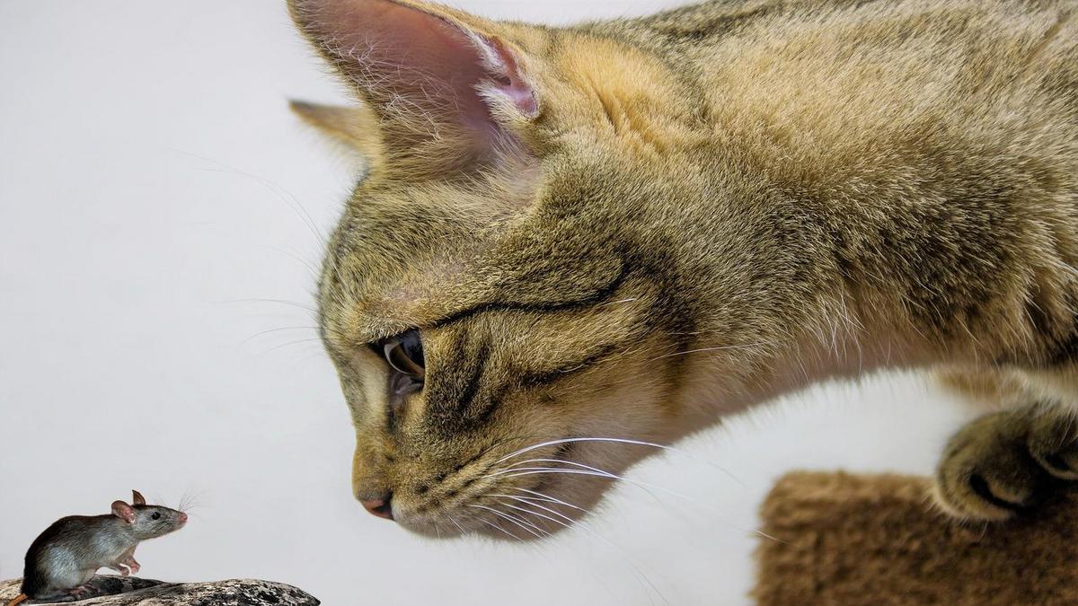 Tamanho e Porte: Escolhendo o Gato Ideal para seu Espaço