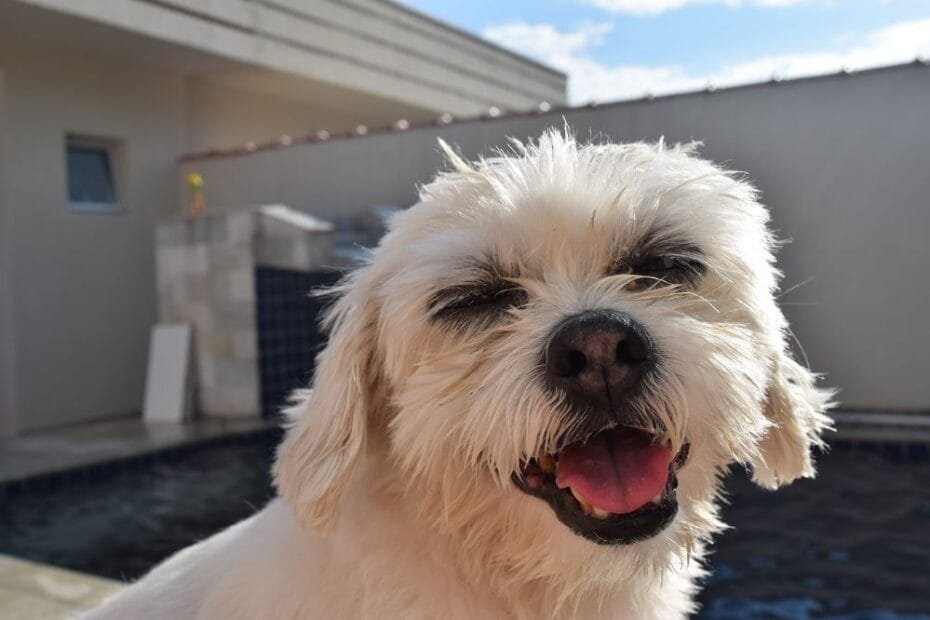 Viajar com o pet